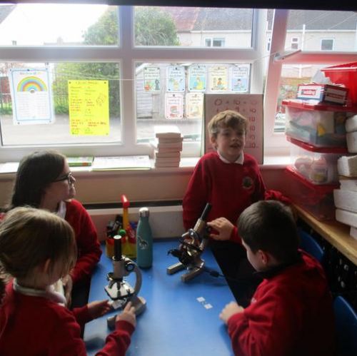 This week we have been using the microscopes (kindly donated to our school from Cockermouth).